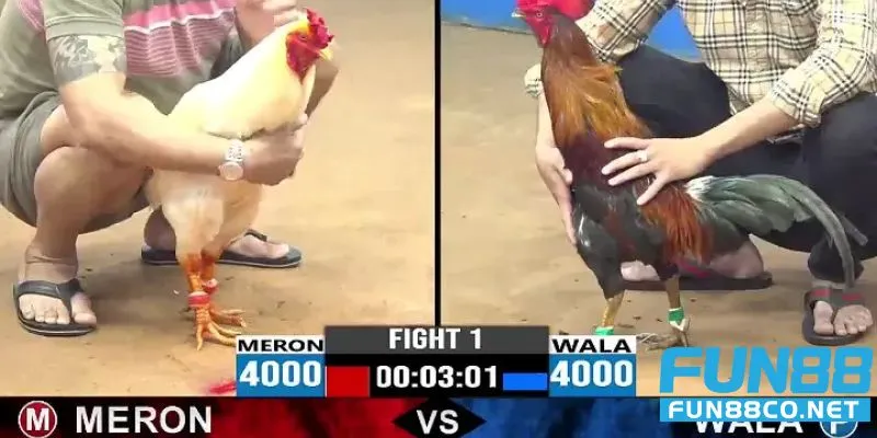 Cá cược đá gà Philippines tại Fun88