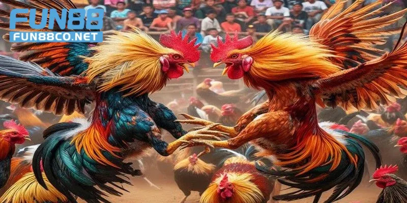 Đấu trường đá gà hiện đại tại Fun88