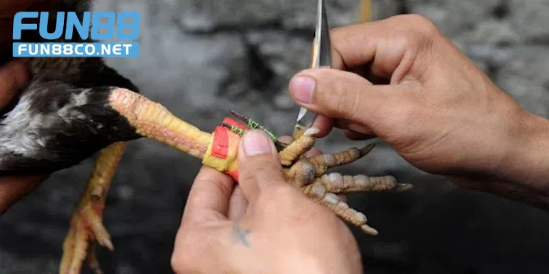 Gà chiến tung cựa dao cực gắt
