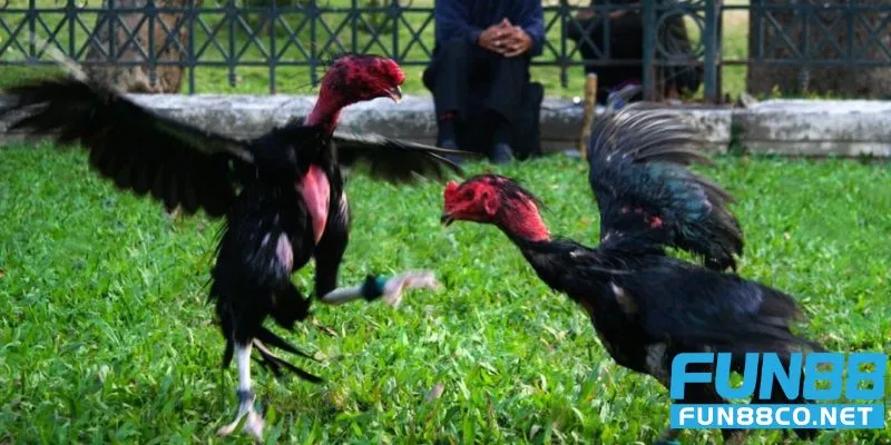 Huấn luyện chiến kê từ gà non thành sát thủ