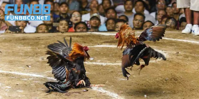 Khoảnh khắc căng thẳng của hai chiến kê
