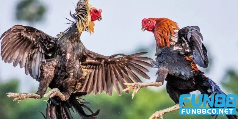 Thế giới đá gà đòn miền Bắc đỉnh cao