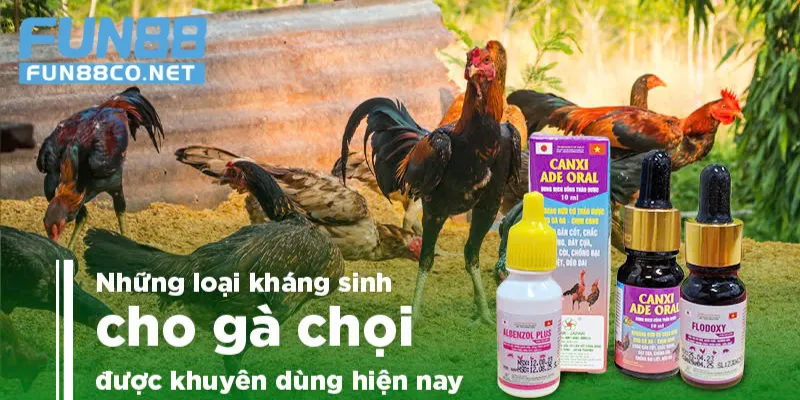 Tối ưu phong độ gà đá với thuốc gà đá Energen