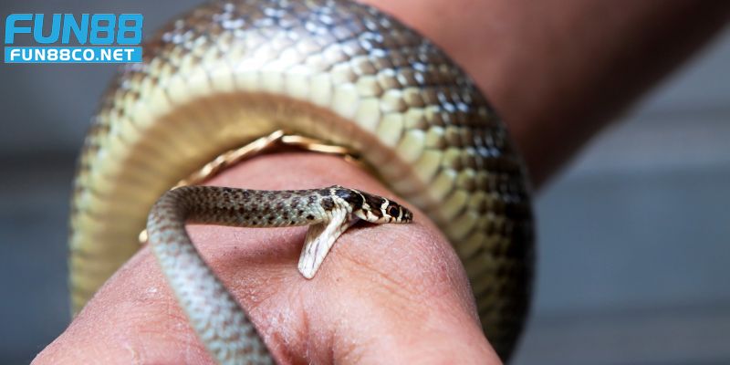 Giải mã giấc mơ thấy rắn cắn là điềm báo của nhiều tai ương trong tương lai