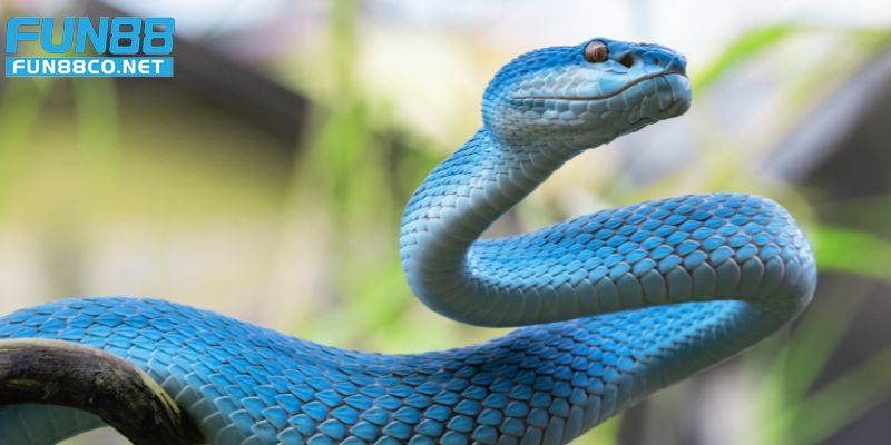 giải mã giấc mơ thấy rắn