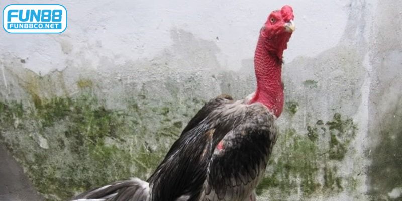 Cách làm cổ gà chọi đỏ mang lại nhiều lợi ích cho chiến kê