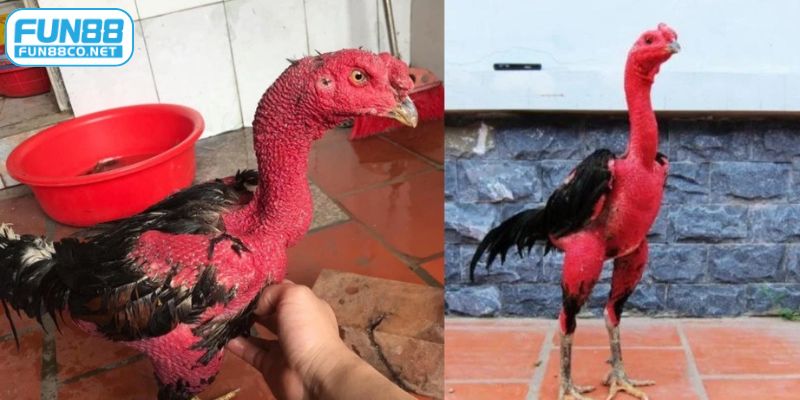 cách làm cổ gà chọi đỏ