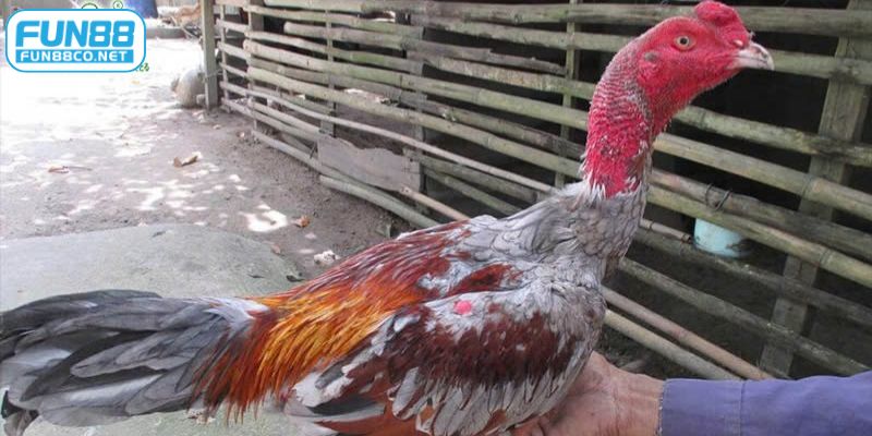 Cách làm cổ gà chọi to mang lại nhiều lợi ích