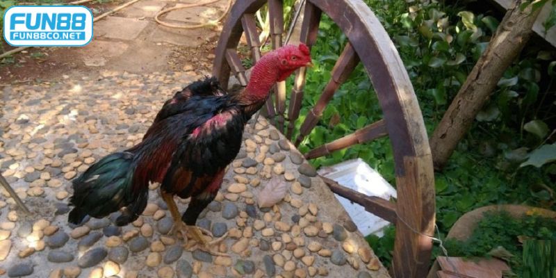 cách làm cổ gà chọi to