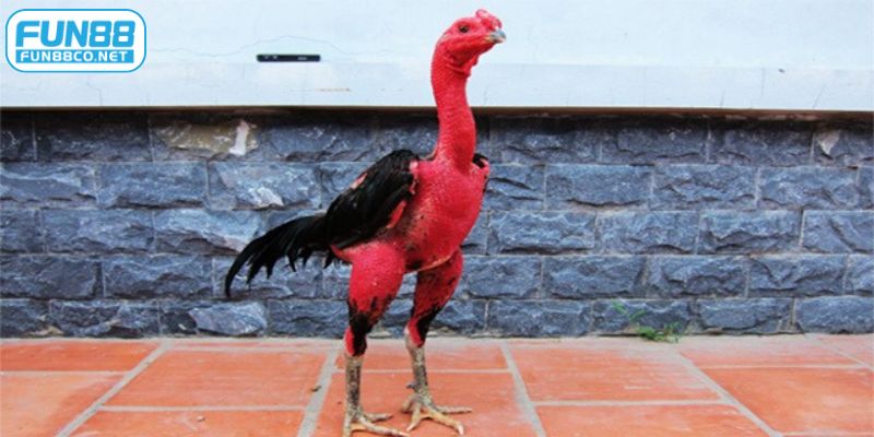 Cho gà tắm nắng mỗi ngày để tăng cường sức khỏe