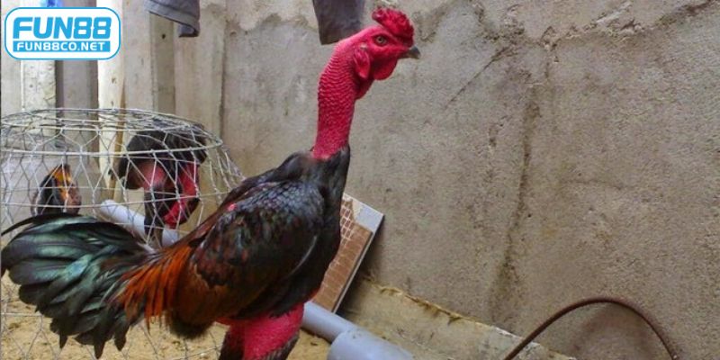 Cho gà vận động thường xuyên để tăng tuần hoàn máu