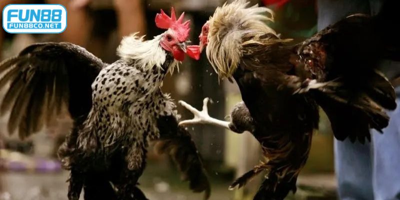 Đa dạng hình thức cược khi xem chọi gà tre