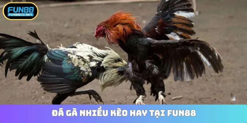 Đá gà nhiều kèo hay tại Fun88