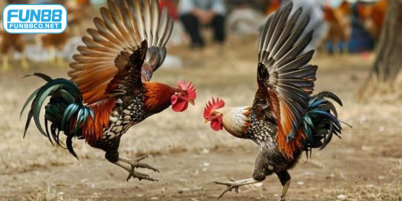 Đá gà tre là hình thức giải trí hấp dẫn bậc nhất tại Fun88
