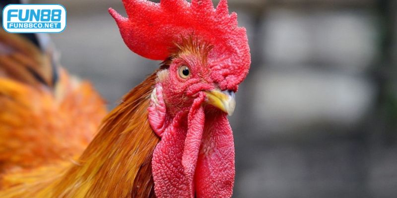 Lai tạo mồng gà chọi để tạo ra những chiến kê bất bại