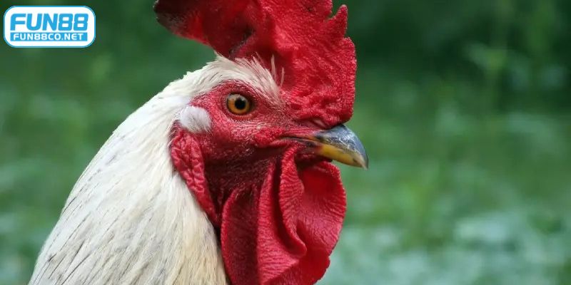 Lai mồng trong cùng dòng sẽ có tỷ lệ thành công cao hơn