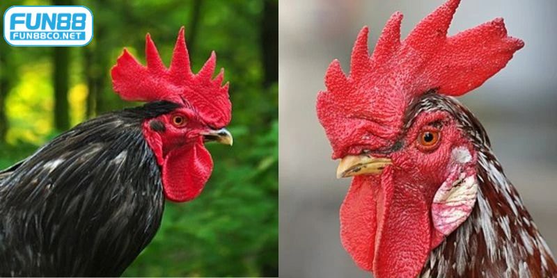 Lai tạo mồng gà chọi