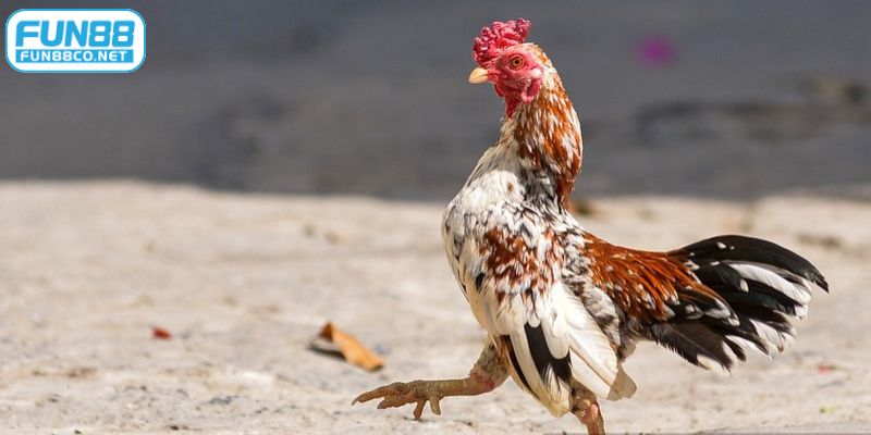 Luyện tập thường xuyên để cổ gà chọi tăng cơ