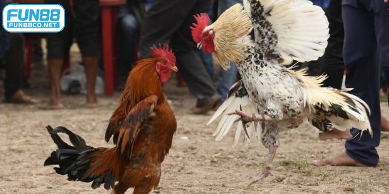 Màu mạng đá gà giúp người chơi chọn chiến kê phù hợp