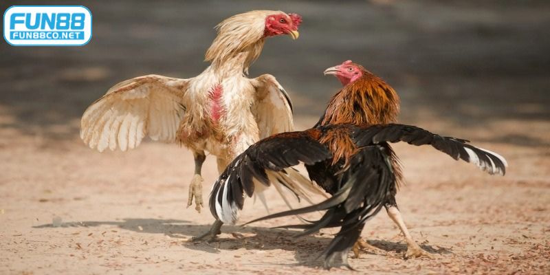 màu mạng đá gà