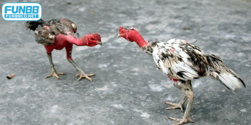 Nghệ và thảo dược là cách làm cổ gà chọi đỏ an toàn