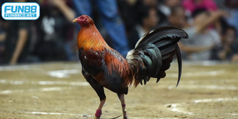 Phân biệt mạng chiến kê dựa theo phong thuỷ chi tiết