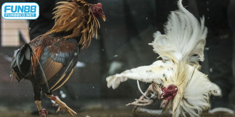 Theo dõi các trận đấu đá gà trực tuyến tại Fun88