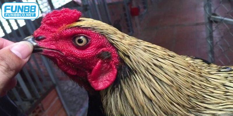 Tỷ lệ thành công khi lai mồng gà chọi khá cao