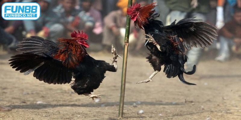 Xác định thắng thua dựa trên tình trạng thi đấu của gà