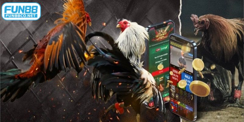 Xem đá gà Campuchia với nhiều trận đấu kịch tính